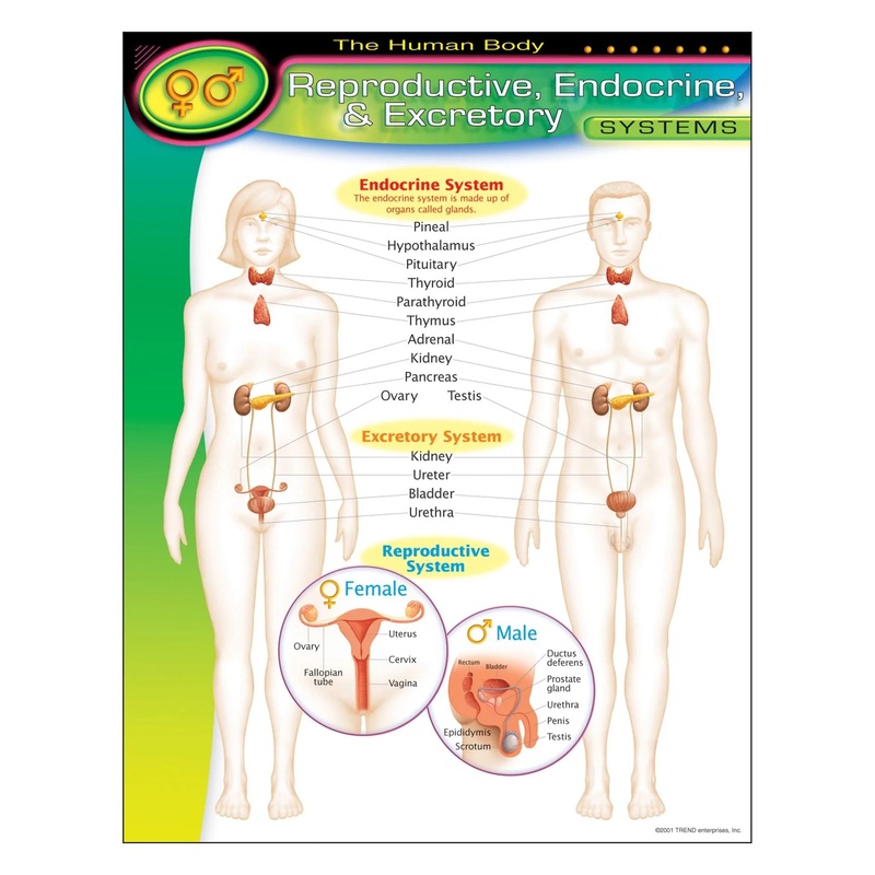 The Human BodyReproductive, Endocrine, Excretory Systems Learning Chart