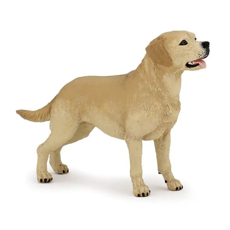 Dog – Labrador Retriever