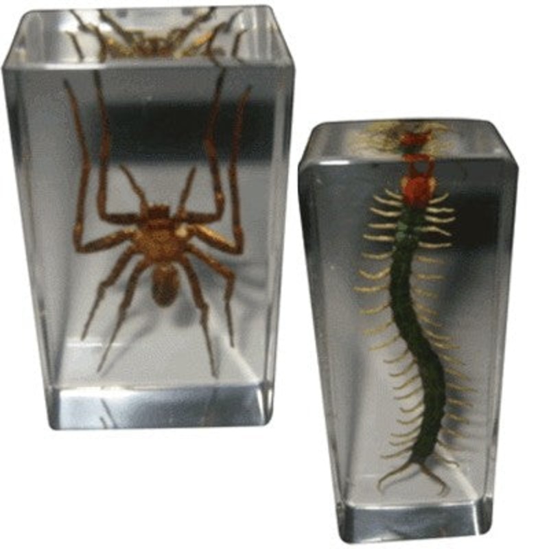 Real Life Science Specimens – Spider
